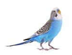 Ptice
