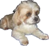 Psi