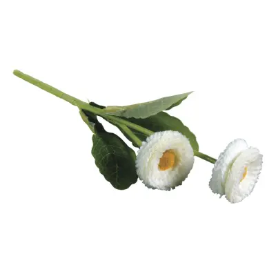 Marjetica, bela, 23cm, dva cvetova