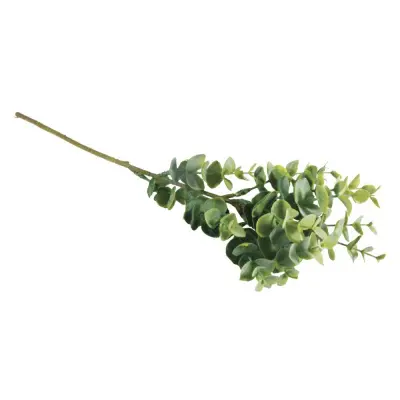 Veljica pušpan, 40cm
