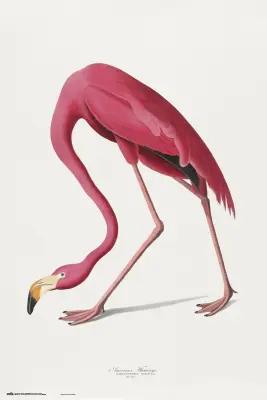 PLAKAT AMERIŠKI FLAMINGO