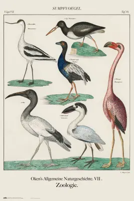 PLAKAT PAJAROS VINTAGE