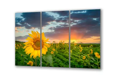 Slika na steklu travniško polje sončnice sončnica okrasna slika 150x95 cm