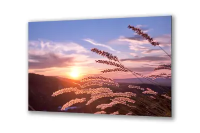 Slika na steklu naravni sončni zahod žitnih klasov okrasna slika 36x23 cm
