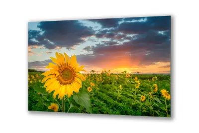 Slika na steklu travniško polje sončnice sončnica okrasna slika 90x60 cm
