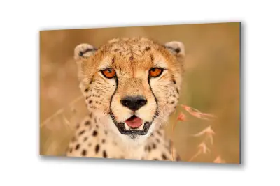 Slika na steklu živali leoparda v savani okrasna slika 130x83 cm