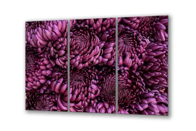 Slika na steklu cvetovi roza astre okrasna slika 150x95 cm