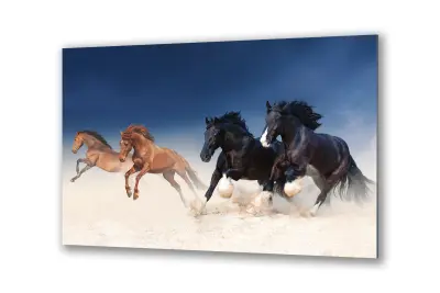 Slika na steklu črni konji v galopu okrasna slika 130x83 cm