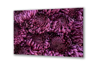 Slika na steklu cvetovi astre v roza barvi okrasna slika 90x60 cm