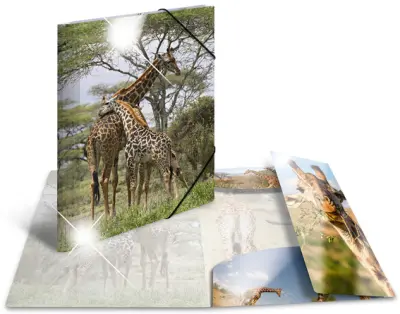 Kotna mapa HERMA, Koala, PP Glossy, DIN A3