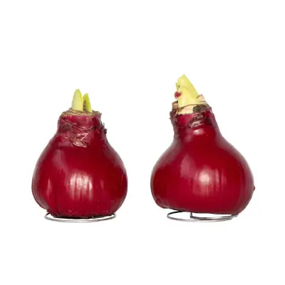 Amarilis - Hippeastrum 'Wax Bordeaux' - Cvetna čebulica - Rdeča