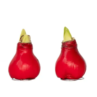 Amarilis - Hippeastrum 'Wax Red' - Cvetna čebulica - Rdeča