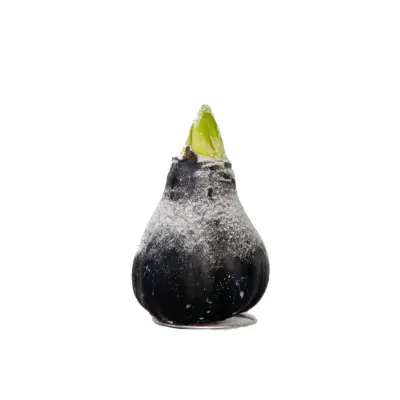 Amarilis - hippeastrum 'Wax Snow Black' - Cvetna čebulica - Rdeča