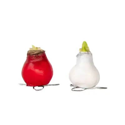 Amarilis - Hippeastrum 'Wax Mix Red White' - Cvetne čebulice - Rdeča