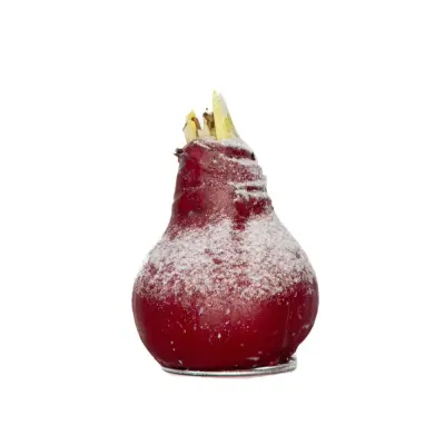 Amarilis - Hippeastrum 'Wax Snow Red' - Cvetna čebulica - Rdeča