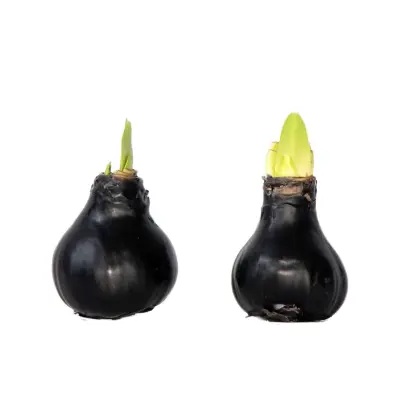 Amarilis - hippeastrum 'Wax Black' - Cvetna čebulica - Rdeča