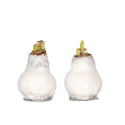 Amarilis - Hippeastrum 'Wax White' - Cvetna čebulica - Rdeča