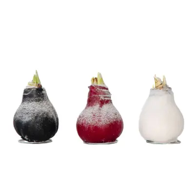 Amarilis - Hippeastrum 'Wax Snow Mix' - Cvetna čebulica - Rdeča