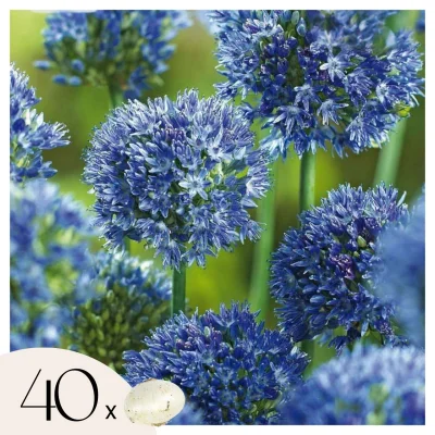 Luk - 40 kos - Allium 'Caeruleum' - Cvetne čebulice - Modra