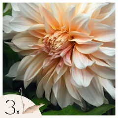 Korenine dalije - 3 kos - Dahlia 'Café au Lait' - Cvetne čebulice