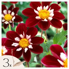 Korenine dalije - 3 kos - Dahlia 'Mary Evelyn' - Cvetne čebulice - Rdeča