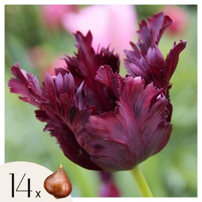 Tulipani čebulice - 14 kos - Tulipa 'Black Parrot' - Cvetne čebulice - Vijolična