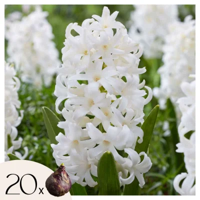Hijacint - 20 kos - Hyacinthus 'Carnegie' - Cvetne čebulice - Pamet