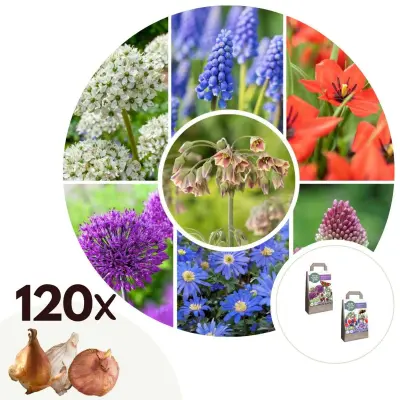 Vesela čebela in metulj - 120 kos - Allium Anem. Chionodoxa Muscari Tulipa
