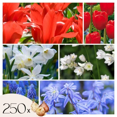 Žarnice iz Nizozemske NJ - 250 kos - Tulipa Narcissus Scilla Allium Muscari