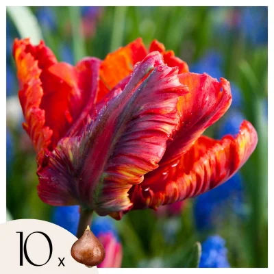 Tulipani čebulice - 10 kos - Tulipa 'Rasta Parrot' - Cvetne čebulice - Pamet