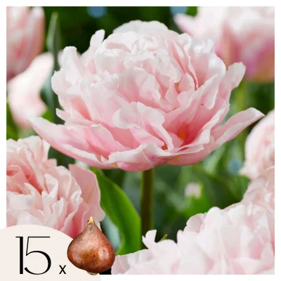 Tulipani čebulice - 15 kos - Tulipa 'Dreamer' - Cvetne čebulice - Roza