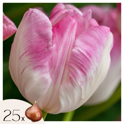 Tulipani čebulice - 25 kos - Tulipa 'Cabanna' - Cvetne čebulice - Roza