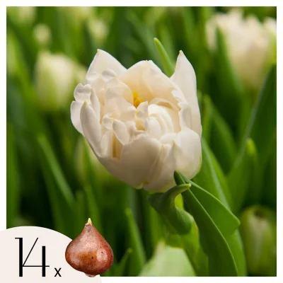 Tulipani čebulice - 14 kos - Tulipa 'Northcap' - Cvetne čebulice - Rumena