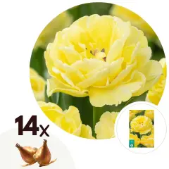 Tulipani čebulice - 14 kos - Tulipa 'Avant Garde' - Cvetne čebulice - Rumena