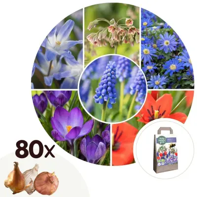 Vesela čebela - 80 kos - Anemon Chionodoxa Muscari Tulipa - Cvetne čebulice