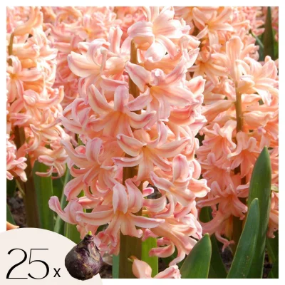 Hijacint - 25 kos - Hyacinthus 'Gipsy Queen' - Cvetne čebulice - Oranžna