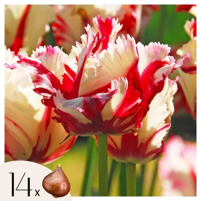 Tulipani čebulice - 14 kos - Tulipa 'Estella Rijnveld' - Cvetne čebulice - Rdeča