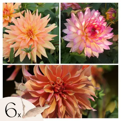 Korenine dalije - 6 kos - Dahlia 'Labyrinth' - Cvetne čebulice - Vijolična