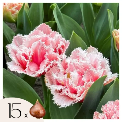 Tulipani čebulice - 15 kos - Tulipa 'Queensland' - Cvetne čebulice - Roza