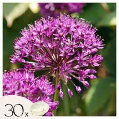 Luk - 30 kos - Allium 'Purple Sensation' - Cvetne čebulice - Vijolična