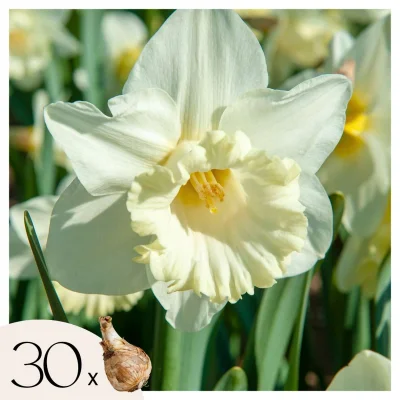 Čebulice narcis - 30 kos - Narcissus 'Mount Hood' - Cvetne čebulice - Pamet