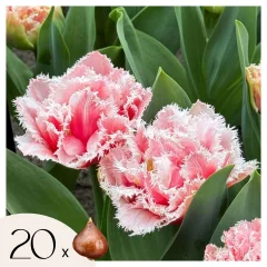 Tulipani čebulice - 20 kos - Tulipa 'Queensland' - Cvetne čebulice - Roza