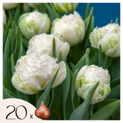 Tulipani čebulice - 20 kos - Tulipa 'Snow Crystal' - Cvetne čebulice - Pamet