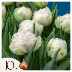 Tulipani čebulice - 10 kos - Tulipa 'Snow Crystal' - Cvetne čebulice - Pamet