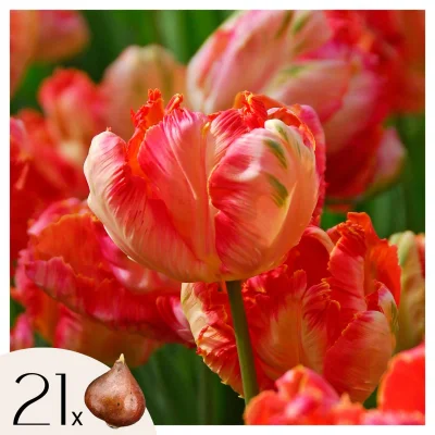 Tulipani čebulice - 21 kos - Tulipa 'Apricot Parrot' - Cvetne čebulice - Roza