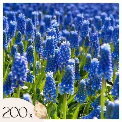 Armenska hrušica - 200 kos - Muscari armeniacum - Cvetne čebulice - Modra