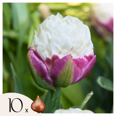 Tulipani čebulice - 10 kos - Tulipa 'Ice Cream' - Cvetne čebulice - Vijolična