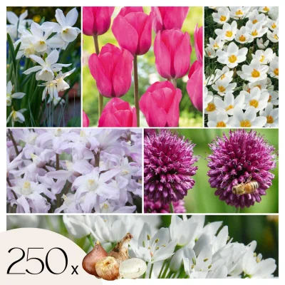 Cvetlične čebulice 'Garden NJ Pink' - 250 kos - Allium Narcissus Muscari Tulipa