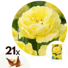 Tulipani čebulice - 21 kos - Tulipa 'Avant Garde' - Cvetne čebulice - Rumena