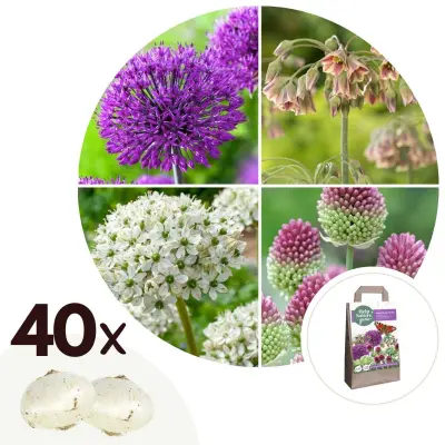 Srečen metulj - 40 kos - Allium, Nectaroscordum - Cvetne čebulice
